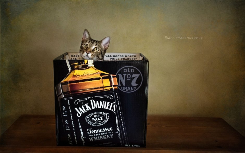 Кот с бутылкой виски