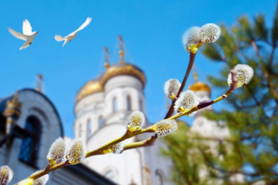 Верба на Вербное воскресенье