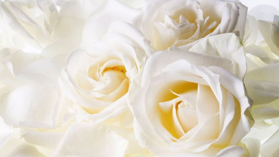 Нежные розы на белом фоне