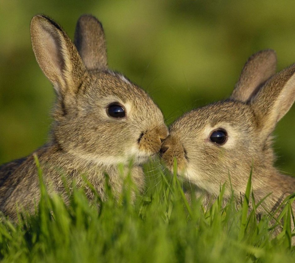 Кролики целуются