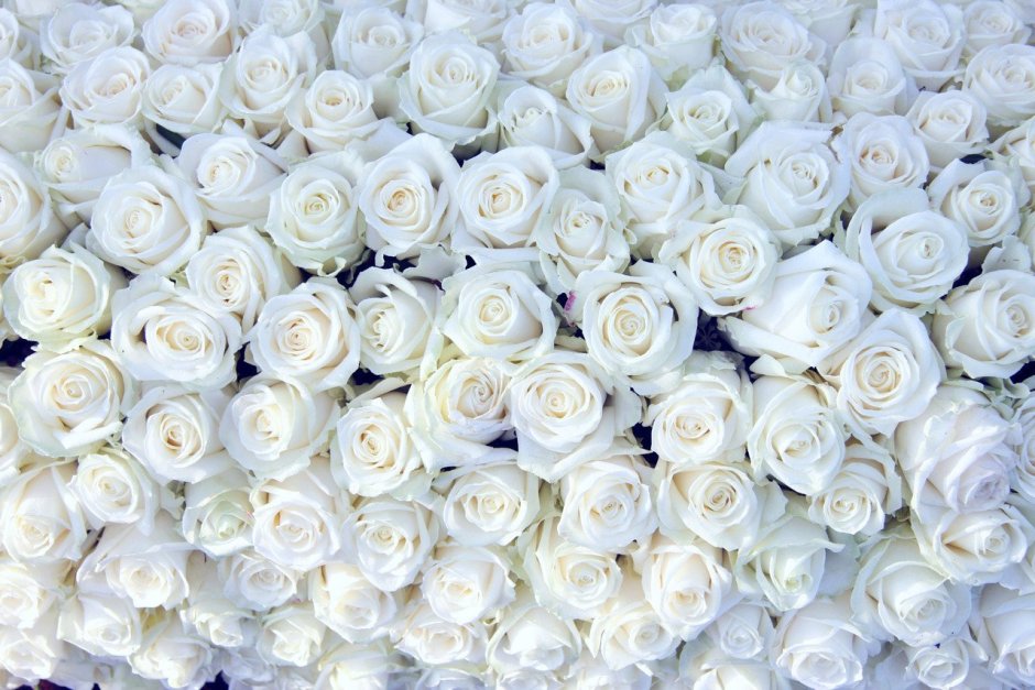 75 Белых роз "Аваланж"