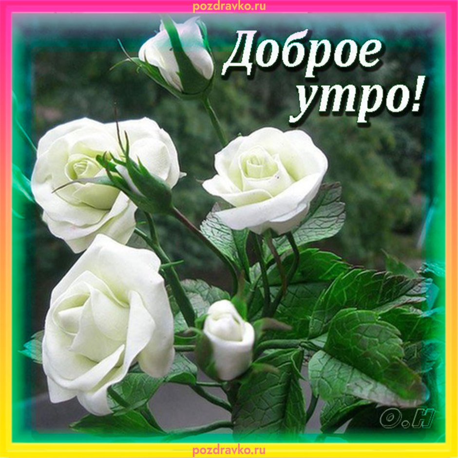 Белые розы с пожеланиями