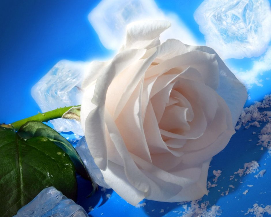 Букет белых роз для любимой