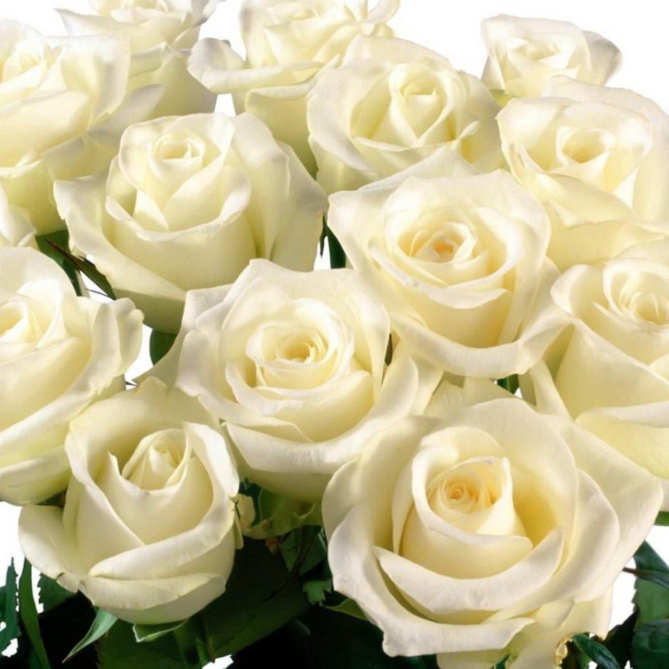 Букеты белых роз красивые нежные