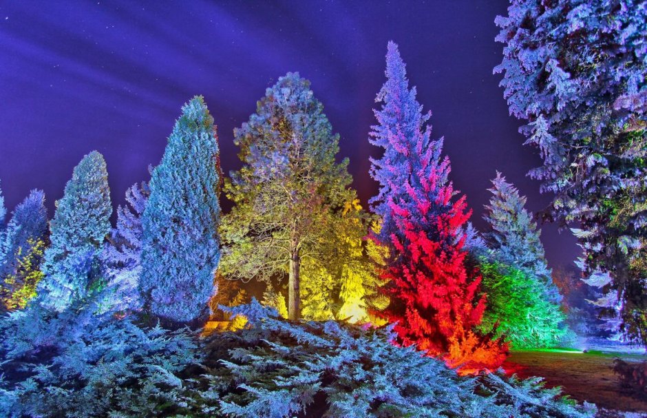 Разноцветный зимний лес