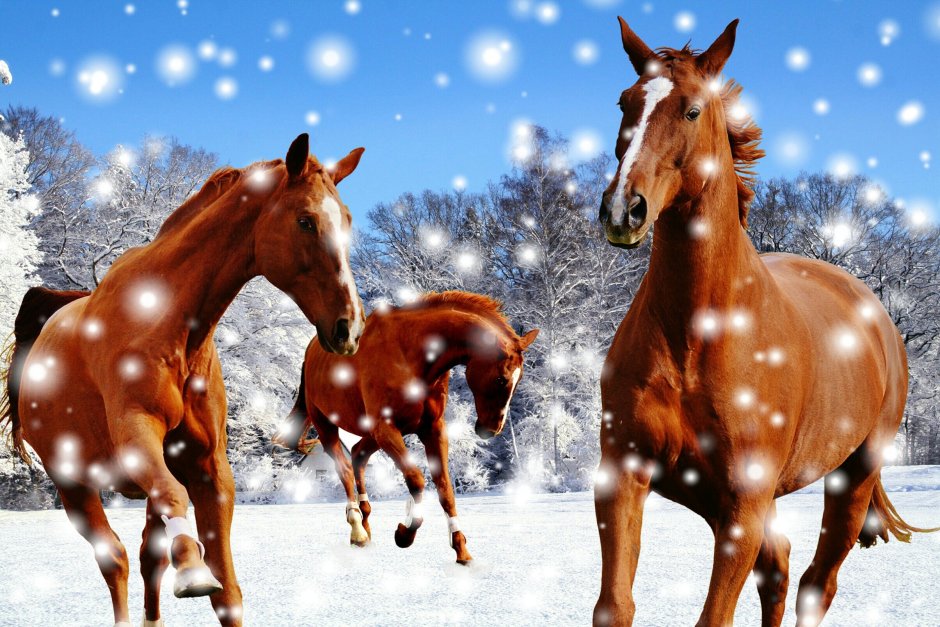 Новогодний фон с конями