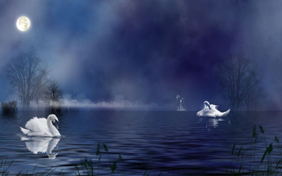 Лебеди на озере ночью