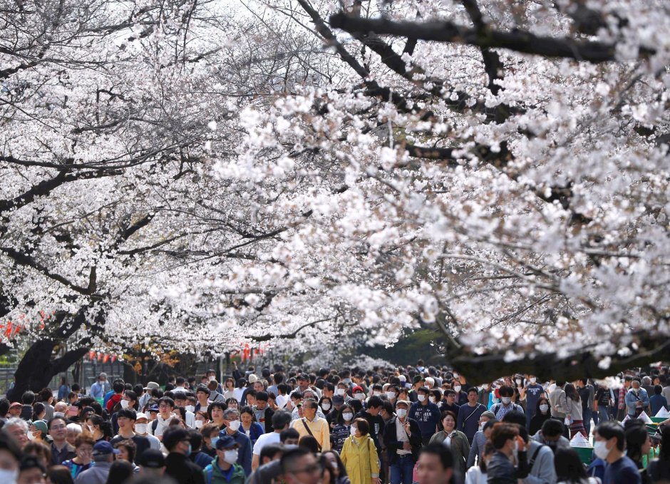 Япония Токио цветение Сакуры
