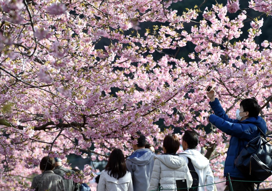 Цветение Сакуры в Японии 2021