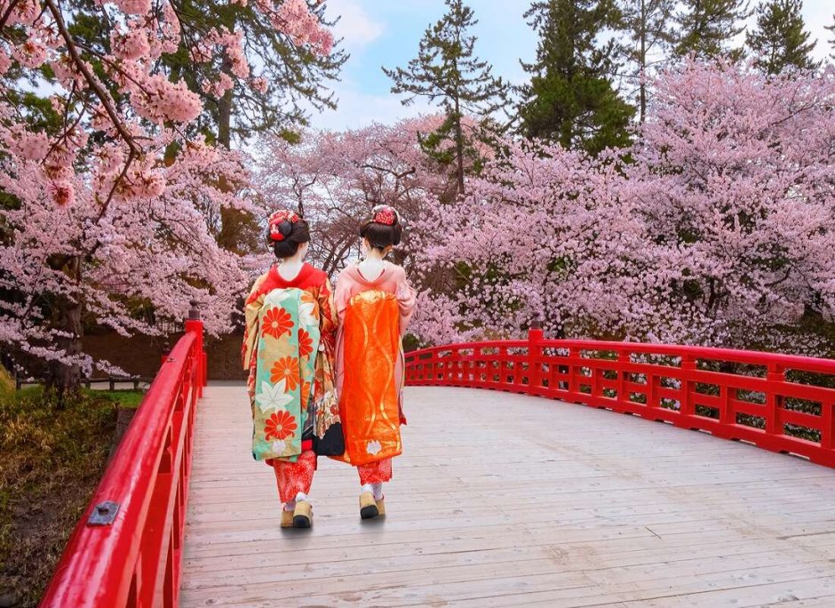 Цветущая вишня Киото