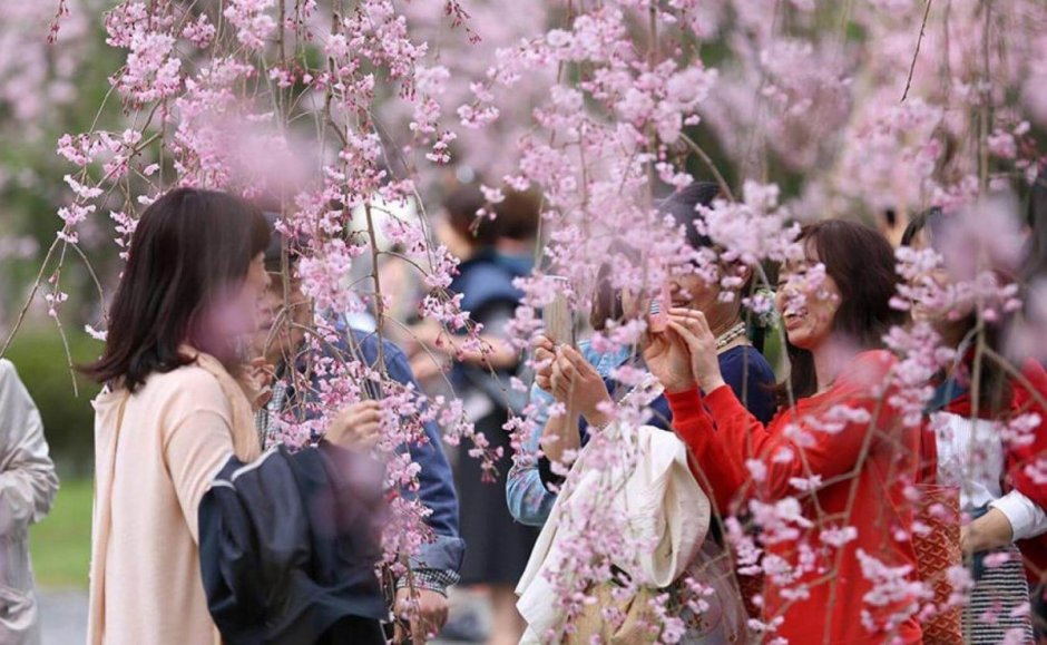 Япония цветение Сакуры традиции