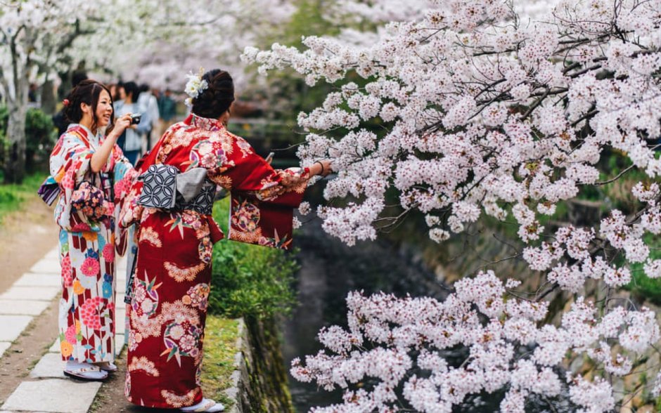 Ханами праздник цветения Сакуры