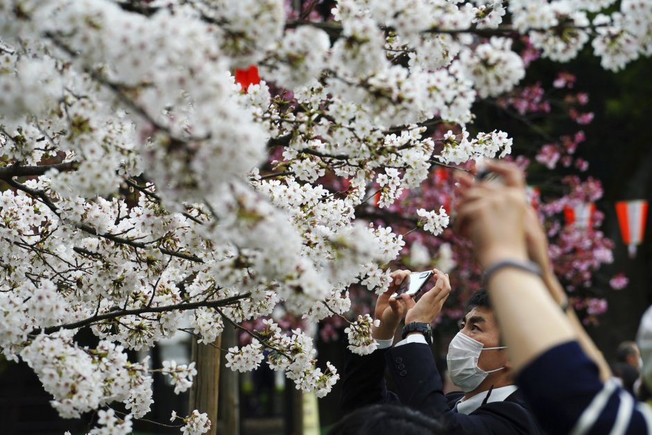 Фестиваль цветов (хана Мацури) в Японии
