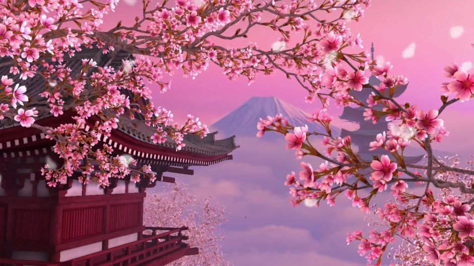 Цветение Сакуры в йокогаве