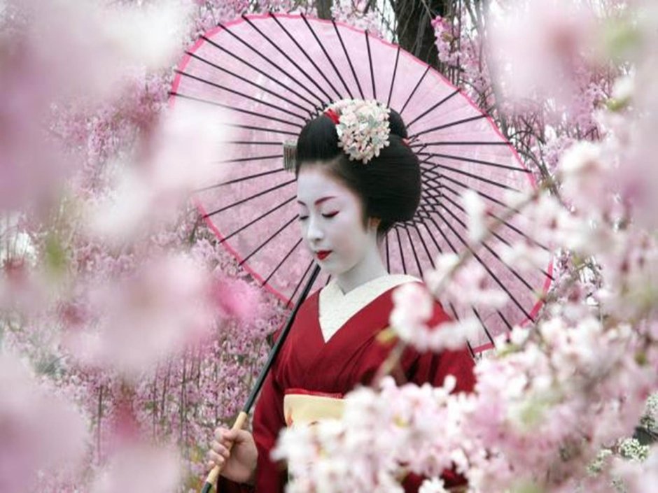 Цветущая Сакура в Японии