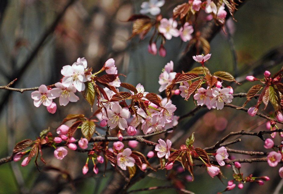 Prunus sargentii вишня Саржента