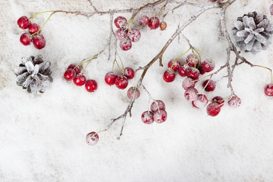 Ветка ягоды новогодние на снегу