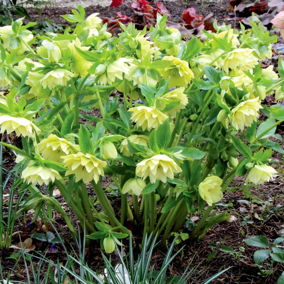 Морозник (Helleborus) Голден Дискавери