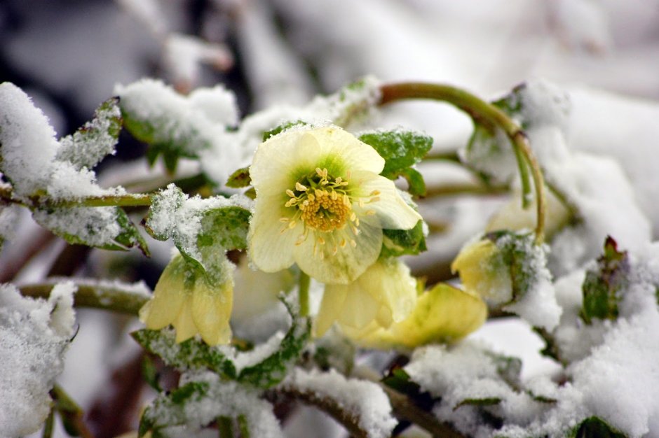 Морозник Helleborus