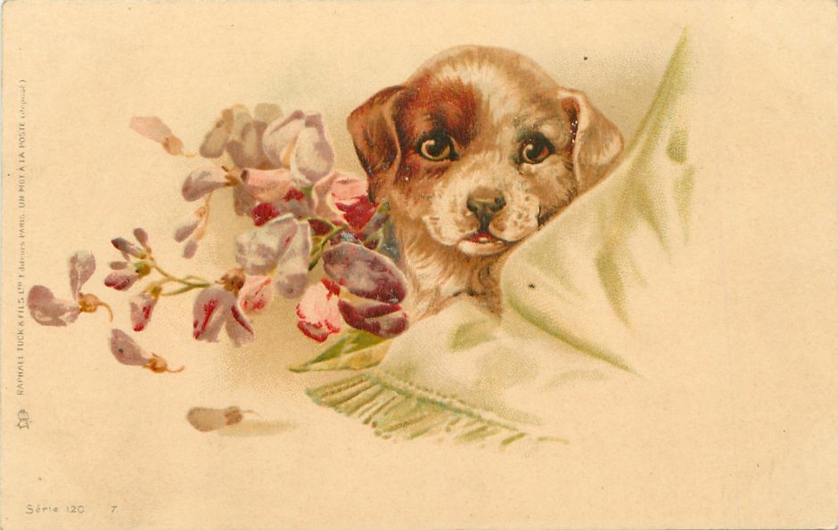 Винтажные открытки с собаками