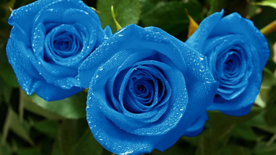 Цветы голубые розы