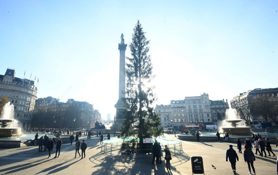 Главная елка Англии на Трафальгарской площади