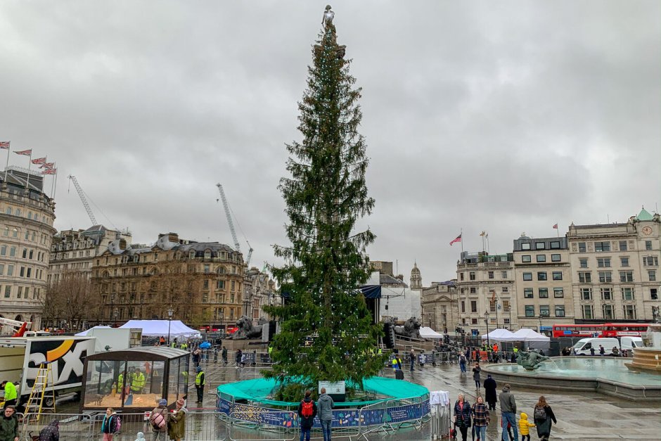 Елка на Трафальгарской площади в Лондоне 2019