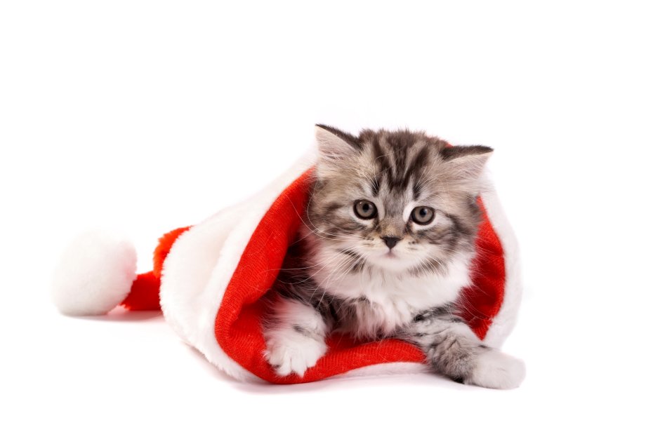 Cute White fluffy Kitten in a New year's Red hat with a White Pumpon