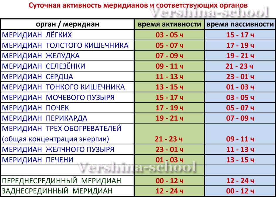 Часы активности внутренних органов человека по часам суток