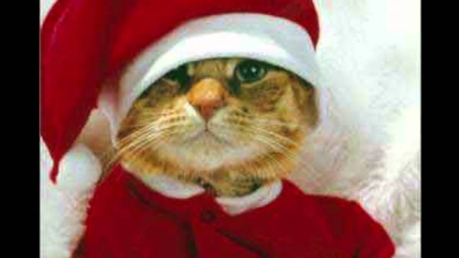 Котик в новогодней шапошапочке