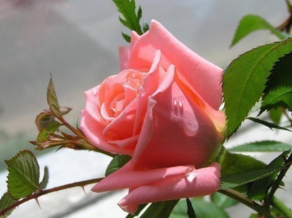 Роза счастья для тебя