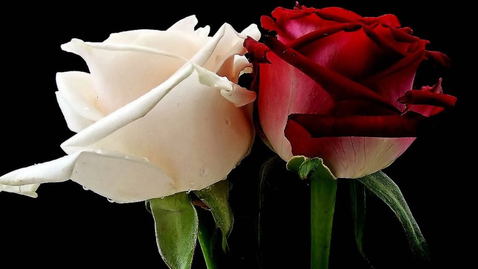 Алая и белая роза