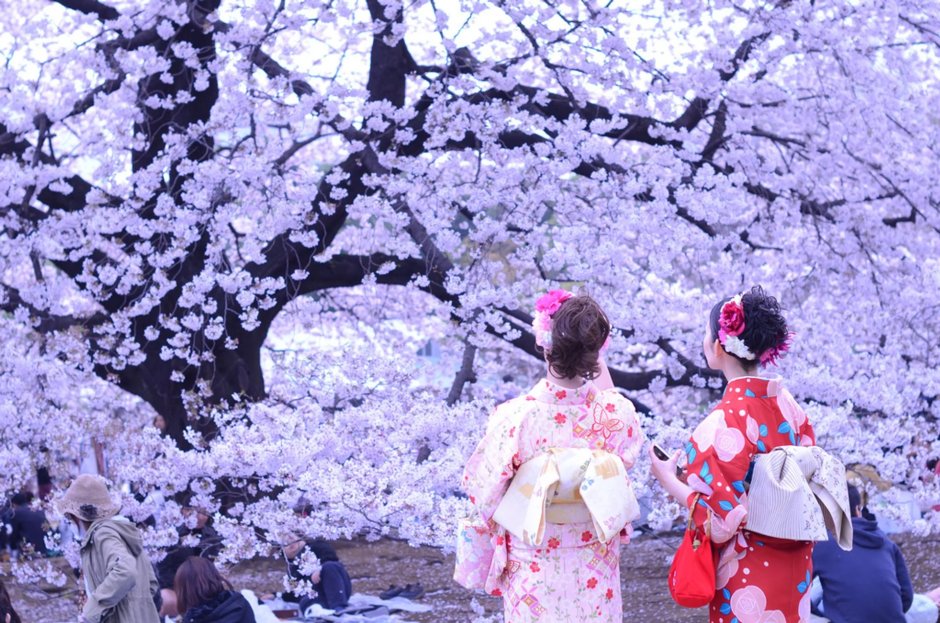 Традиция Ханами в Японии
