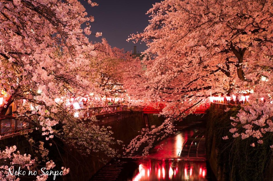 Цветение Сакуры в Йокогаме