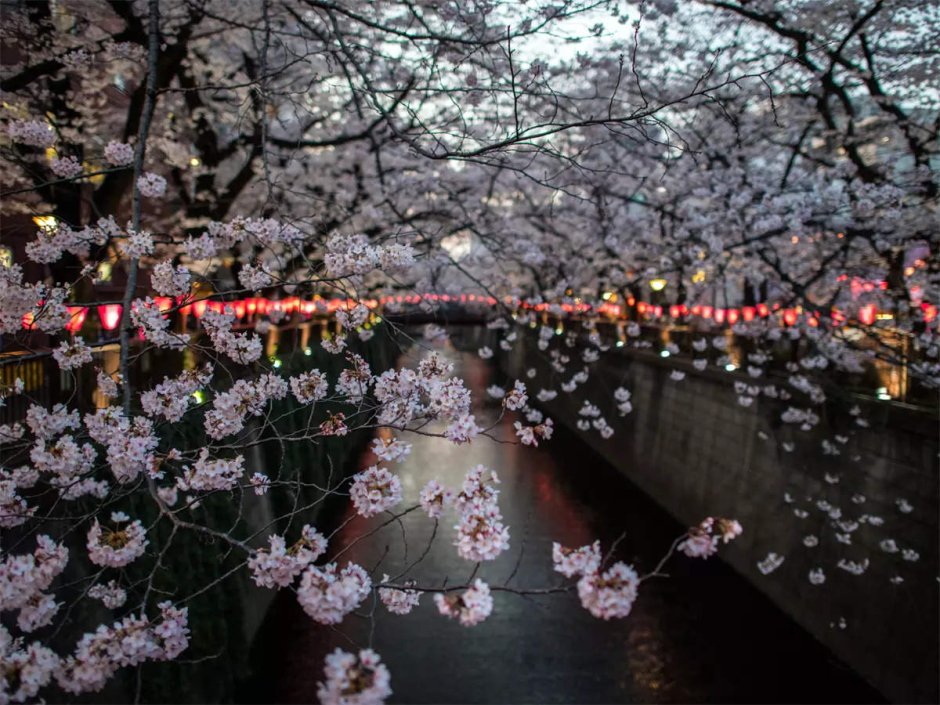 Праздник цветения Сакуры в Японии 27 марта