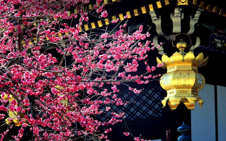 Цветение японской сливы в Японии