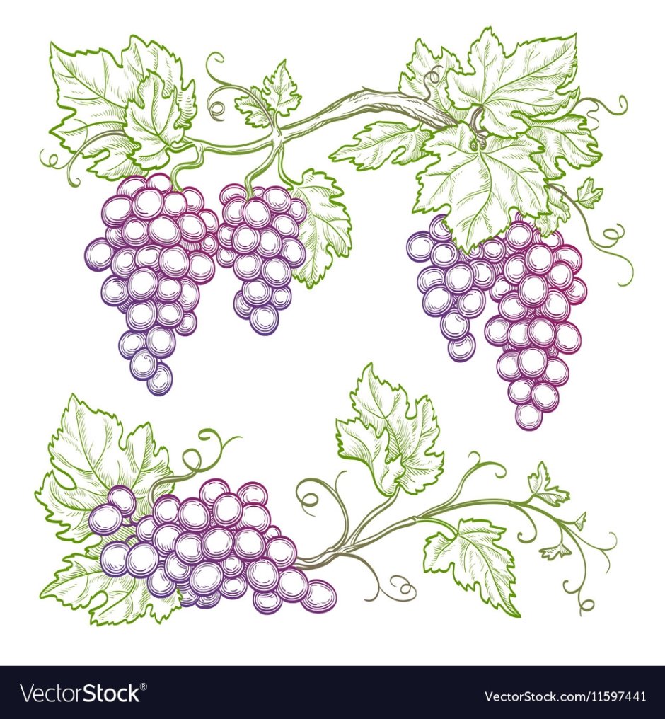 Виноград узор