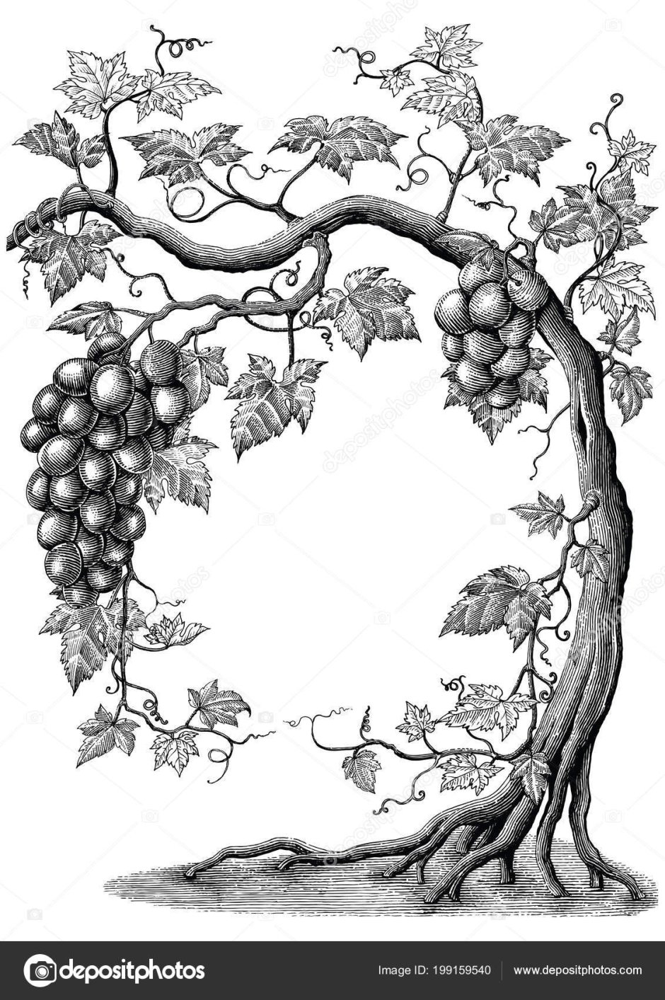 Виноградная лоза контур