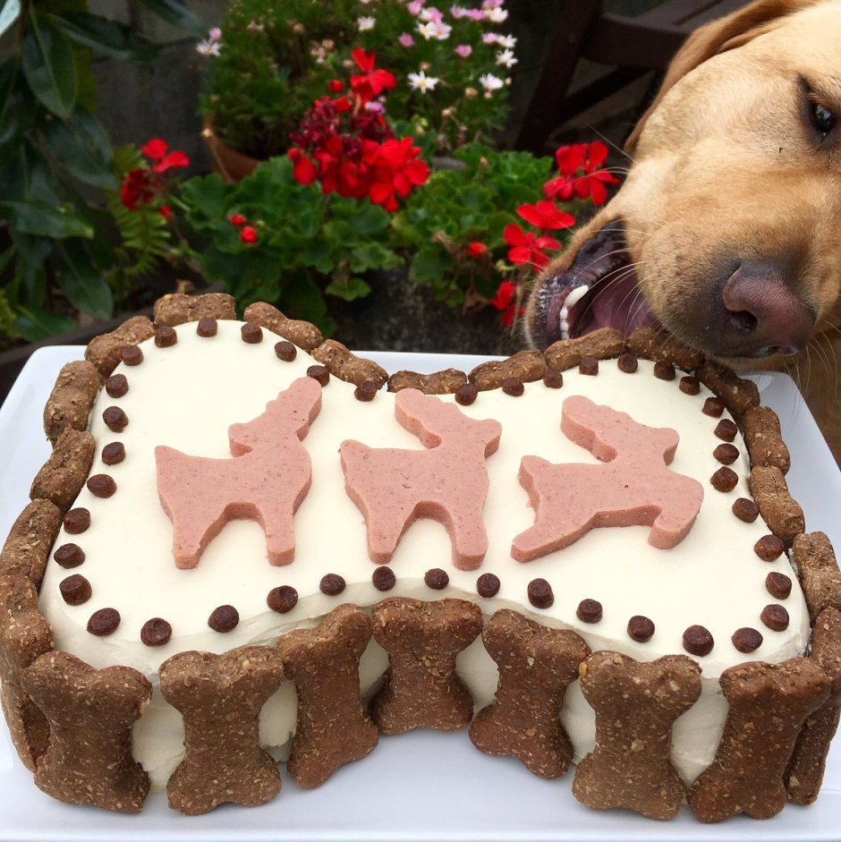 Мясной торт для собаки