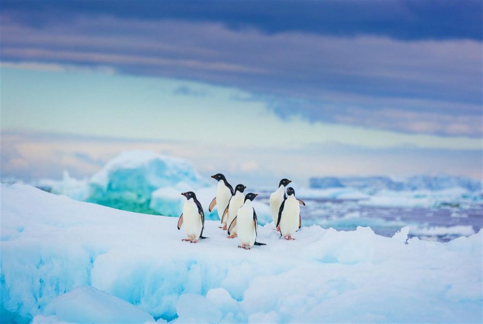 Антарктида Экспедиция пингвины