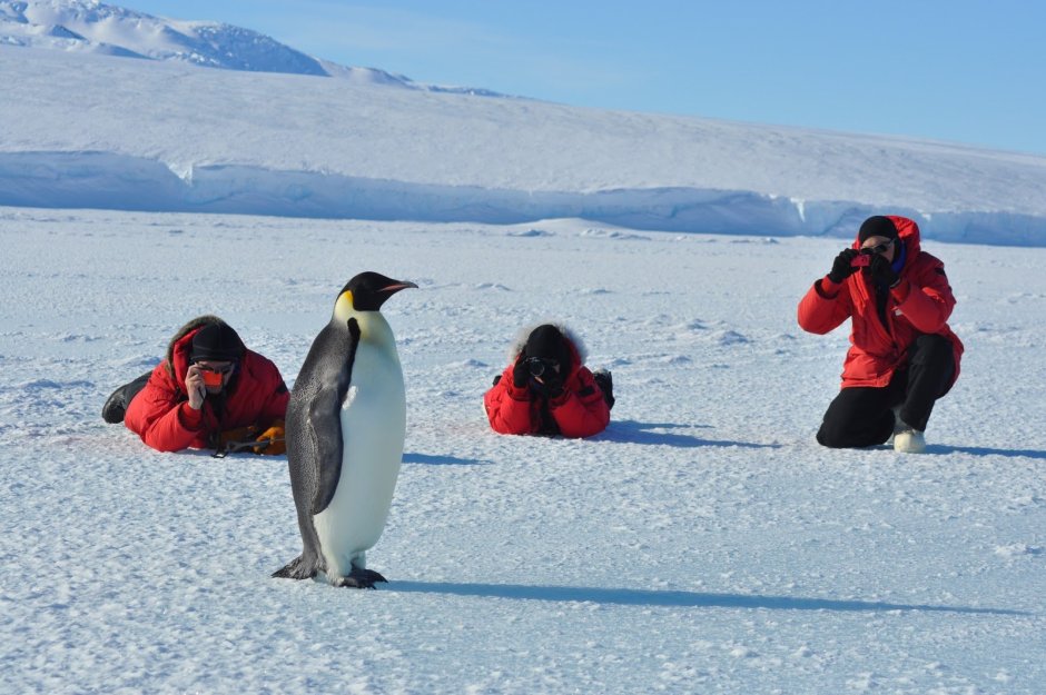 Встретить новый год в Антарктиде