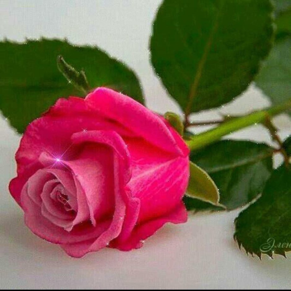 Розовые розы гиф