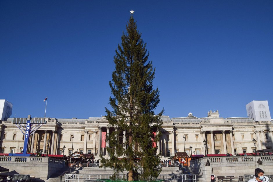Рождественская елка в Лондоне на Трафальгарской площади