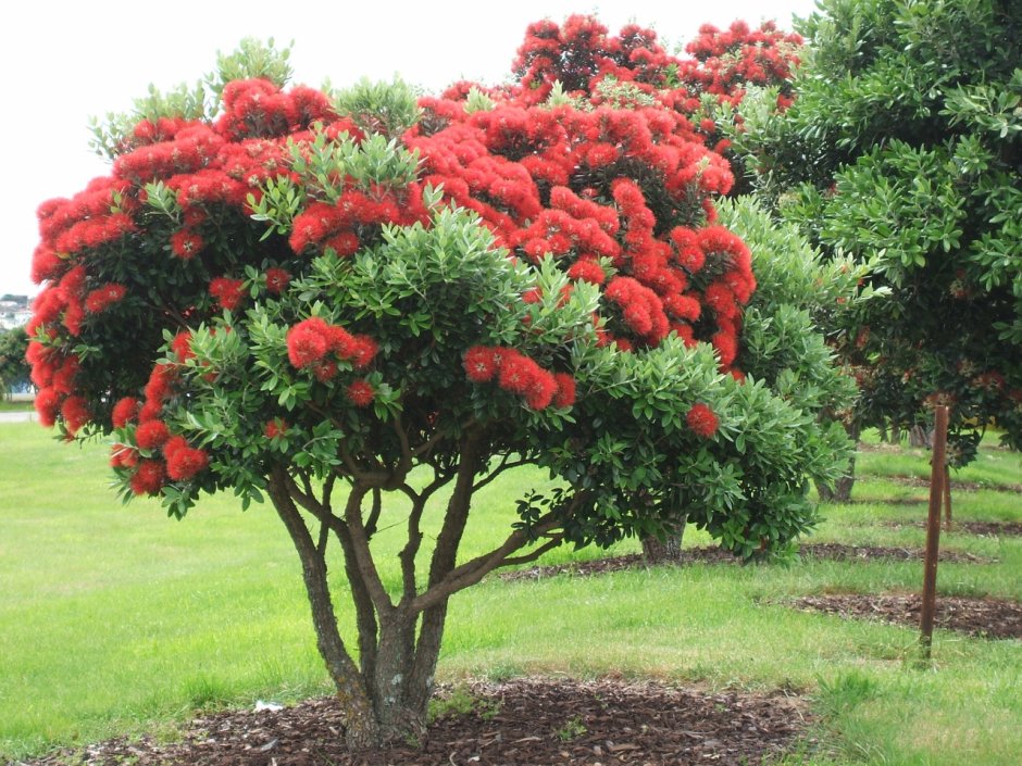 Дерево в новой Зеландии Похутукава