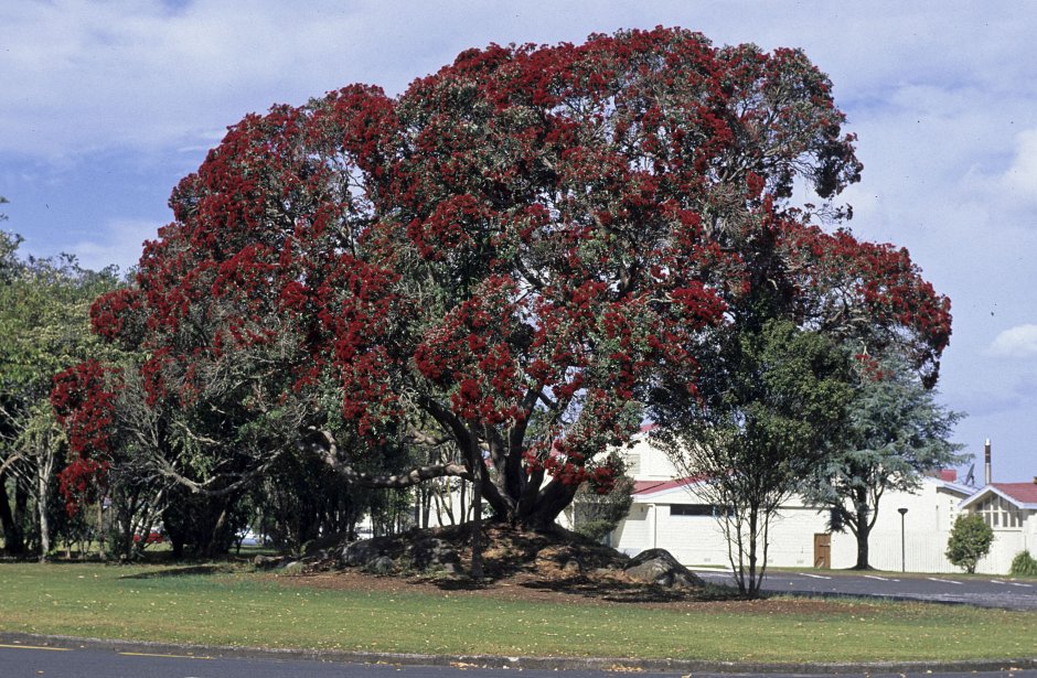 Новозеландское Рождественское дерево