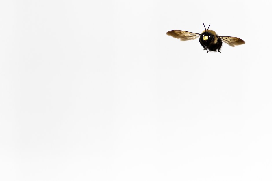 Пчела Минимализм