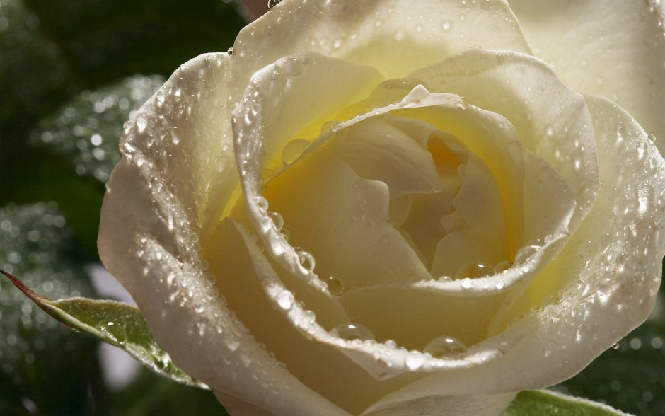 Белые розы на рабочий стол