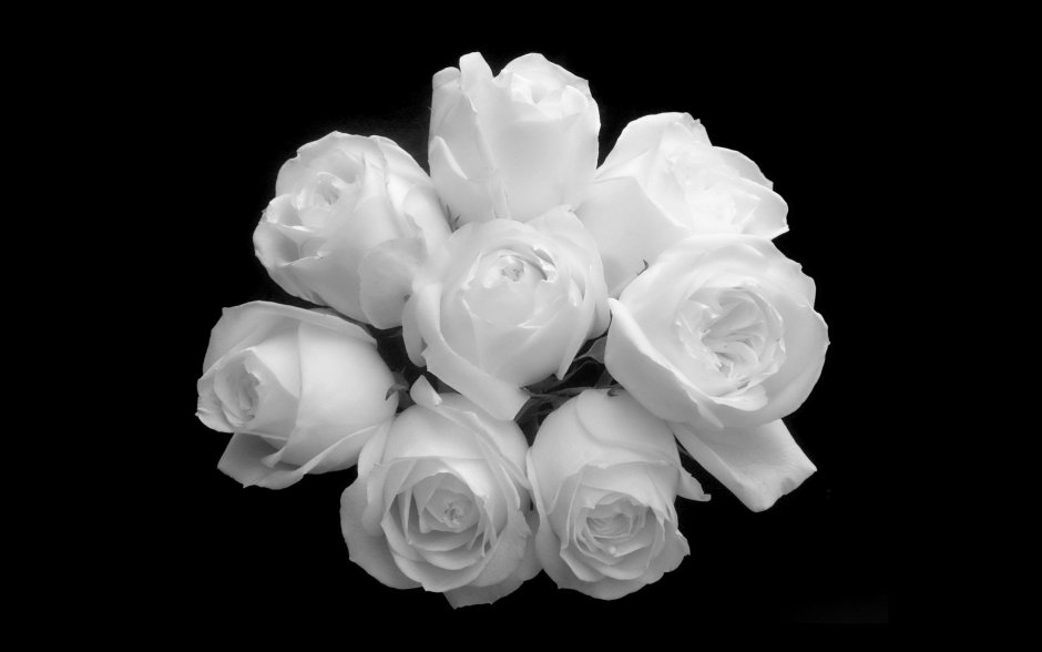 Открытка поздравляем с белыми розами
