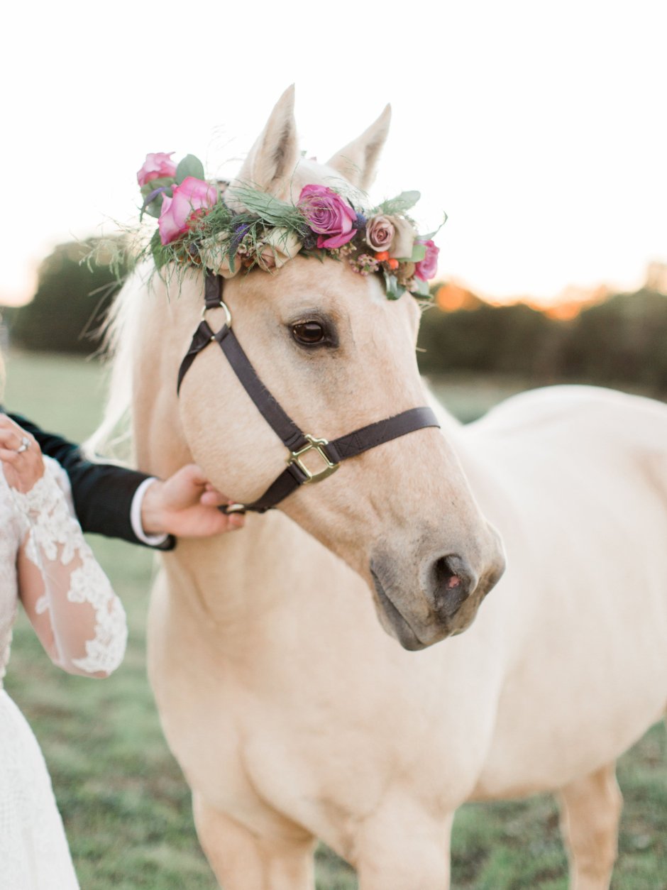 Свадебный фотосет с лошадьми