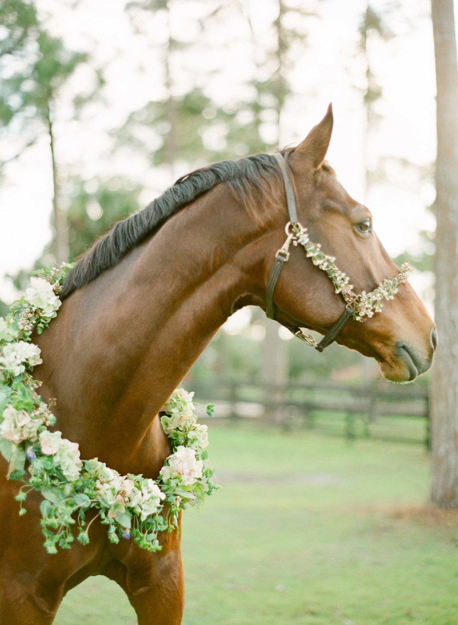 Невеста у калитки дома, жених на коне